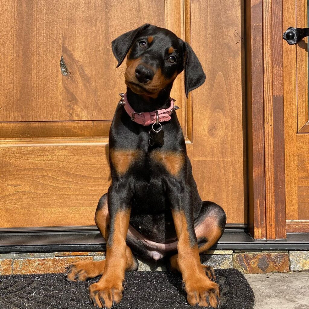 Doberman For Sale Near Me - Royal Dobermann